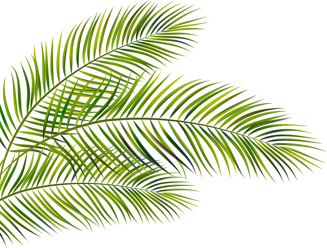 Palm Leaves Illustration